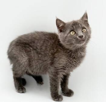 Domino -  Domestic Short Hair Cat for Adoption in Bowling Green, Kentucky - Domino | PetCurious