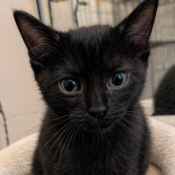 Domestic Short Hair Cats Available for Adoption in Gun Barrel City, Texas - Cleo | PetCurious