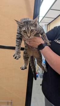 Mittens 2 -  Domestic Short Hair Cat for Adoption in Parker, Colorado - Mittens 2 | PetCurious