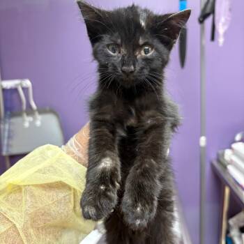 Ashanti -  Domestic Short Hair Cat for Adoption in Newark, New Jersey - Ashanti | PetCurious
