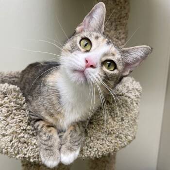 Rescue Domestic Short Hair Cats for Adoption in Cambria, California - BeBe | PetCurious