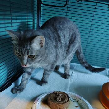 Teacher -  Domestic Short Hair Cat for Adoption in Osawatomie, Kansas - Teacher | PetCurious