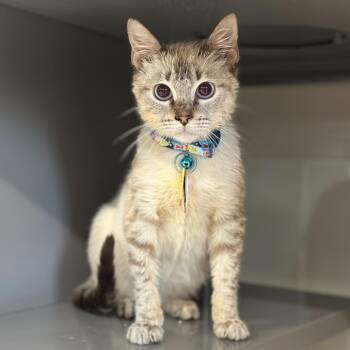 D47119 Lumen -  Domestic Short Hair Cat for Adoption in Port Washington, New York - D47119 Lumen | PetCurious