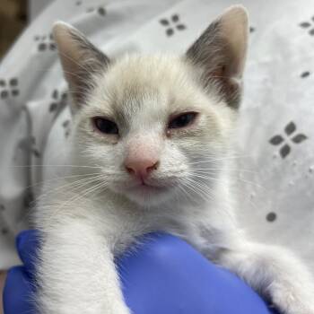 Peter Parker -  Siamese Cat for Adoption in Lakewood, California - Peter Parker | PetCurious