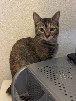 Shyloh -  Domestic Short Hair Cat for Adoption in Fort Lupton, Colorado - Shyloh | PetCurious