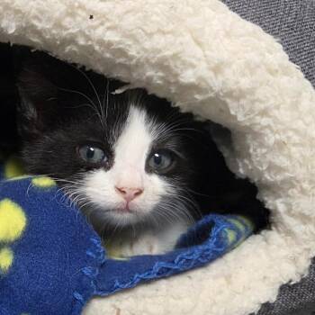 Toad C11788 -  Domestic Short Hair Cat for Adoption - Toad C11788 | PetCurious