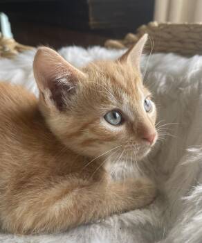 Trenton -  Domestic Short Hair Cat for Adoption in Virginia Beach, Virginia - Trenton | PetCurious