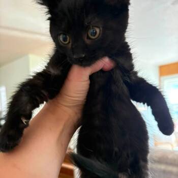 Max -  Domestic Short Hair Cat for Adoption in Johnstown, Pennsylvania - Max | PetCurious