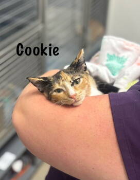 Rescue American Shorthair Cats for Adoption in Longwood, Florida - Cookie | PetCurious