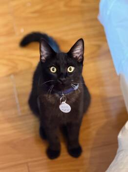 GIZMO -  Bombay Cat for Adoption in Palmdale, California - GIZMO | PetCurious