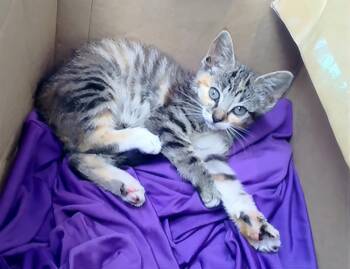 A454103 -  Domestic Short Hair Cat for Adoption in Nashville, Tennessee - A454103 | PetCurious