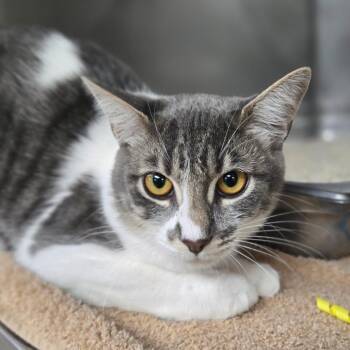 Elowen -  Domestic Short Hair Cat for Adoption in San Jacinto, California - Elowen | PetCurious