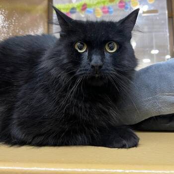 Domestic Long Hair Cats Available for Adoption in Oceanside, New York - Shadow | PetCurious