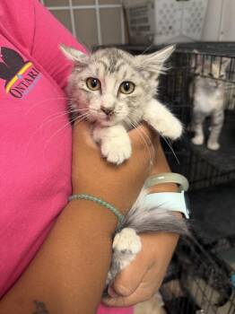 Ivy -  Domestic Short Hair Cat for Adoption in Ontario, California - Ivy | PetCurious