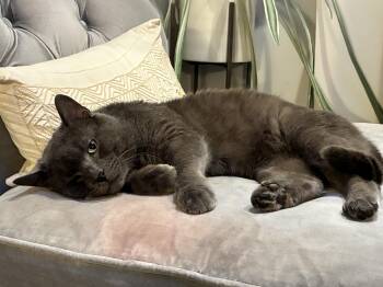 Domestic Short Hair Cats Available for Adoption - Plumley-Bruce, The Plush, People-oriented Pal You