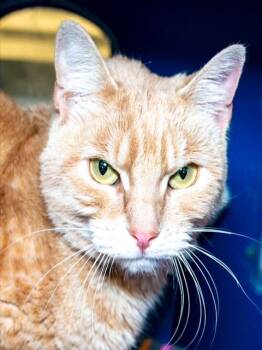 TIRAMISUSAN -  Domestic Short Hair Cat for Adoption in Boston, Massachusetts - TIRAMISUSAN | PetCurious