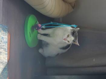 Abigail -  Domestic Short Hair Cat for Adoption in Wasilla, Alaska - Abigail | PetCurious