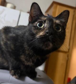 Domestic Short Hair Cats Available for Adoption - Jasper | PetCurious