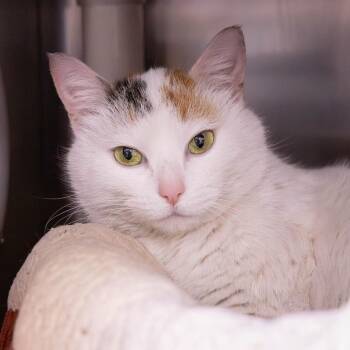 Raisin -  Domestic Short Hair Cat for Adoption in Mentor, Ohio - Raisin | PetCurious