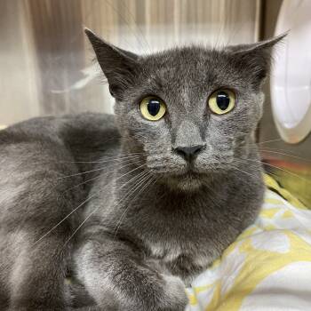 Rescue Domestic Short Hair Cats for Adoption in Los Angeles, California - Kat | PetCurious