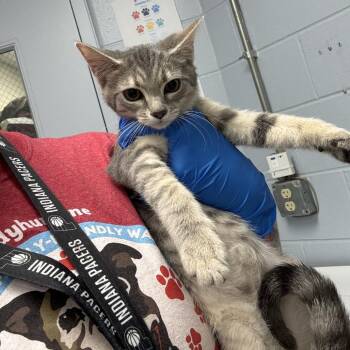 Sidney -  Domestic Short Hair Cat for Adoption in Indianapolis, Indiana - Sidney | PetCurious