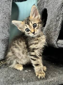 KATNISS -  Domestic Short Hair Cat for Adoption in San Bernardino, California - KATNISS | PetCurious
