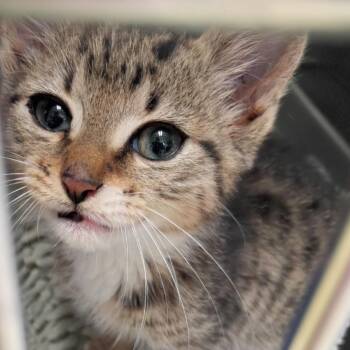 Freeway -  Domestic Short Hair Cat for Adoption in Valley, Alabama - Freeway | PetCurious
