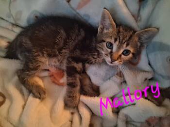 Mallory -  Domestic Short Hair Cat for Adoption in East Lansing, Michigan - Mallory | PetCurious