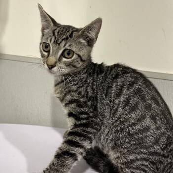 Tab -  Domestic Short Hair Cat for Adoption in Tampa, Florida - Tab | PetCurious