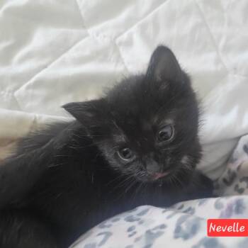 Domestic Short Hair Cats Available for Adoption in Indianapolis, Indiana - Neville | PetCurious