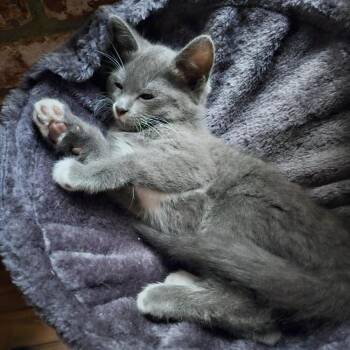 Rescue Domestic Short Hair Cats for Adoption in Redlands, California - Sage | PetCurious