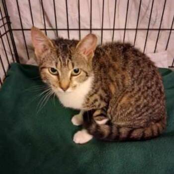 Angel -  Domestic Short Hair Cat Available for Adoption in Mount Laurel Township, New Jersey - Angel | PetCurious