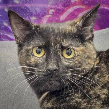 Rescue Tortoiseshell and Domestic Short Hair Cats for Adoption in Huntley, Illinois - Flame | PetCurious
