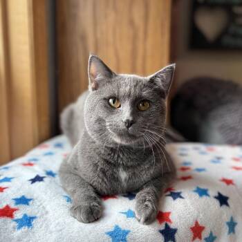 Delaware--In Foster -  Domestic Short Hair Cat for Adoption in Fargo, North Dakota - Delaware--In Foster | PetCurious
