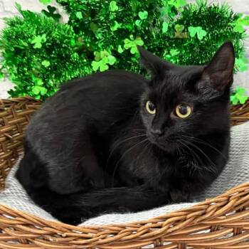 Cinder -  Domestic Short Hair Cat for Adoption in Harrisonburg, Virginia - Cinder | PetCurious