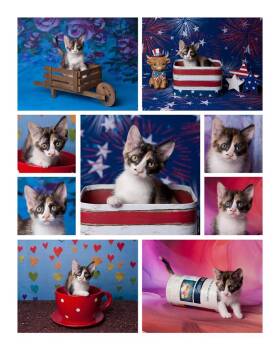 Chiquita Le Chat -  Calico Cat for Adoption in Chandler, Arizona - Chiquita Le Chat | PetCurious