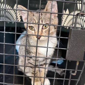 Rescue Domestic Short Hair Cats for Adoption in Garfield, Arkansas - Chicken | PetCurious
