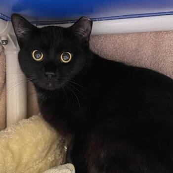 Inky -  Domestic Short Hair Cat for Adoption in York, Pennsylvania - Inky | PetCurious