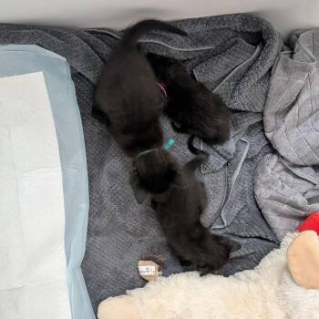 Periwinkle 13 -  Domestic Short Hair Cat for Adoption in Austin, Texas - Periwinkle 13 | PetCurious