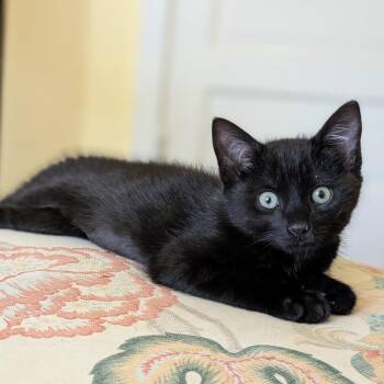 Jadonna -  Domestic Short Hair Cat for Adoption in Baltimore, Maryland - Jadonna | PetCurious