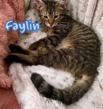 Rescue Domestic Short Hair Cats for Adoption in Westminster, Maryland - FAYLIN | PetCurious