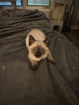 Hank the kitty -  Siamese Cat for Adoption in Aurora, Indiana - Hank The Kitty | PetCurious