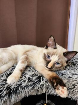 Gracie -  Domestic Short Hair Cat for Adoption in Millcreek, Utah - Gracie | PetCurious