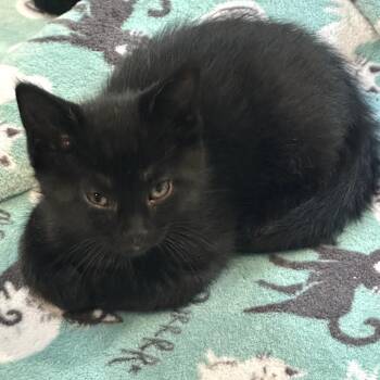 Domestic Short Hair Cats Available for Adoption in Carmel, Indiana - Panther | PetCurious