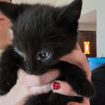 BB -  Domestic Long Hair Cat Available for Adoption in Klamath Falls, Oregon - BB | PetCurious