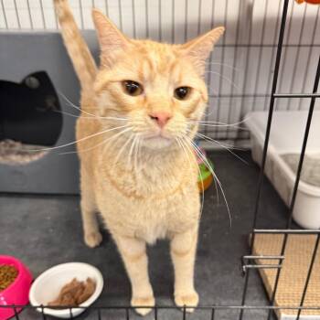 Domestic Short Hair Cats Available for Adoption in Houston, Texas - Baguette | PetCurious