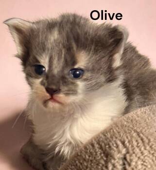 Olive -  Dilute Calico Cat for Adoption in Weems, Virginia - Olive | PetCurious