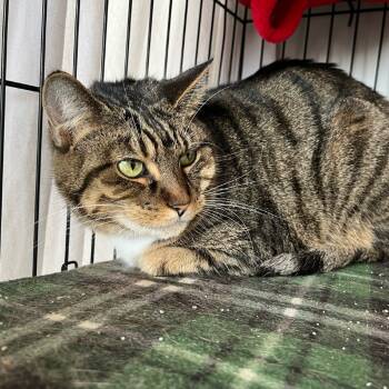 Rescue Domestic Short Hair Cats for Adoption in Normal, Illinois - Spoons | PetCurious