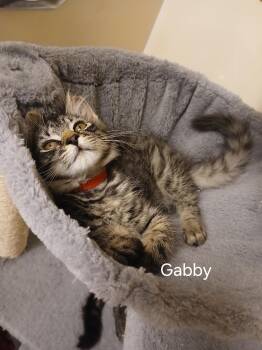 Gabby -  Domestic Medium Hair Cat for Adoption in Elk Grove, California - Gabby | PetCurious