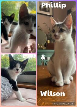 Philip and Wilson -  Domestic Short Hair Cat for Adoption in Newberg, Oregon - Philip And Wilson | PetCurious